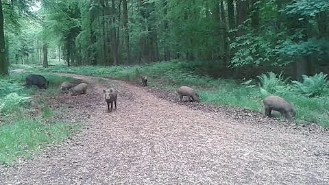 Wild Boar in the Forest of Dean