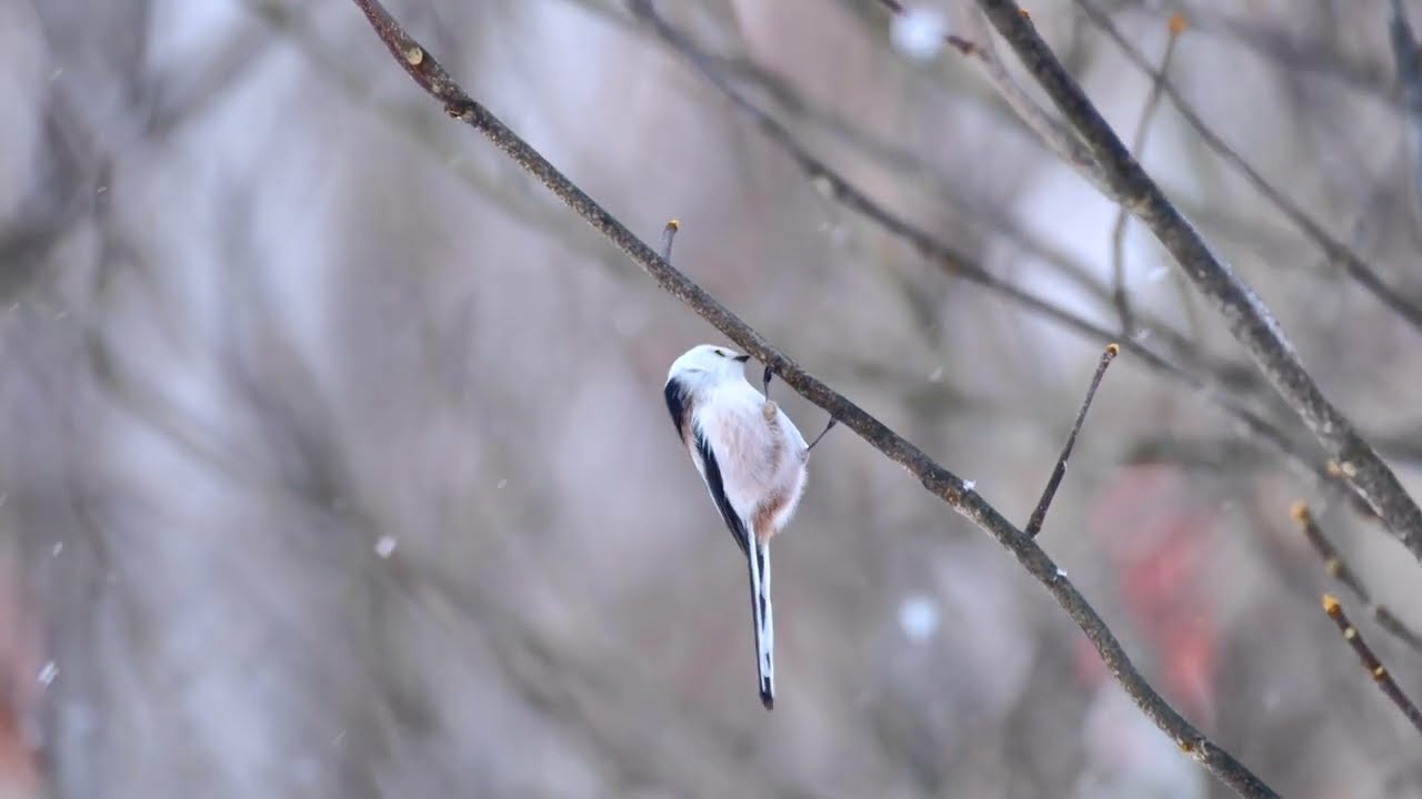 シマエナガ@2025.12 Long-tailed Tit - YouTube