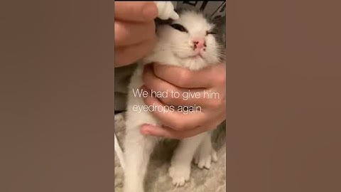 Kitten rescue 5 #cat #kitten #shorts #shortsfeed  #viralvideo  #video #trending #viralshorts #viral