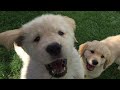 Golden Retriever Puppies Playing Toys