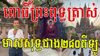 ដើមពោធិ៍ព្រឹក្សព្រះពុទ្ធត្រាស់ដឹង និងកំពូលមាសសុទ្ធជាង២៨០គីឡូក្រាម ស្រស់ស្អាតណាស់