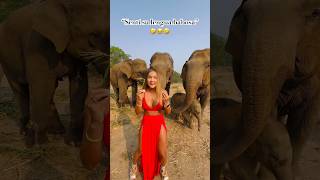 Rodeada De Elefantes Inquietos Con Su Trompa 🐘