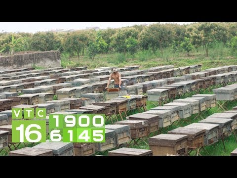 Nuôi ong thùng kế hiệu quả gấp bội | VTC16