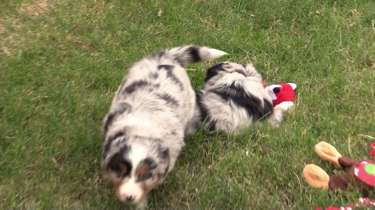 5 week old australian shepherd