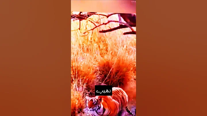 बाघ जंगली सूअर से डर गया।| Tiger vsWild Boar I #animals #tiger #wildboar#wildlife #shorts