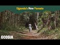 Uganda’s New Forests