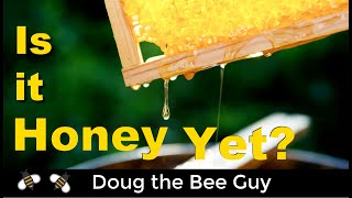 When to Harvest Your Honey for Beginning Beekeepers