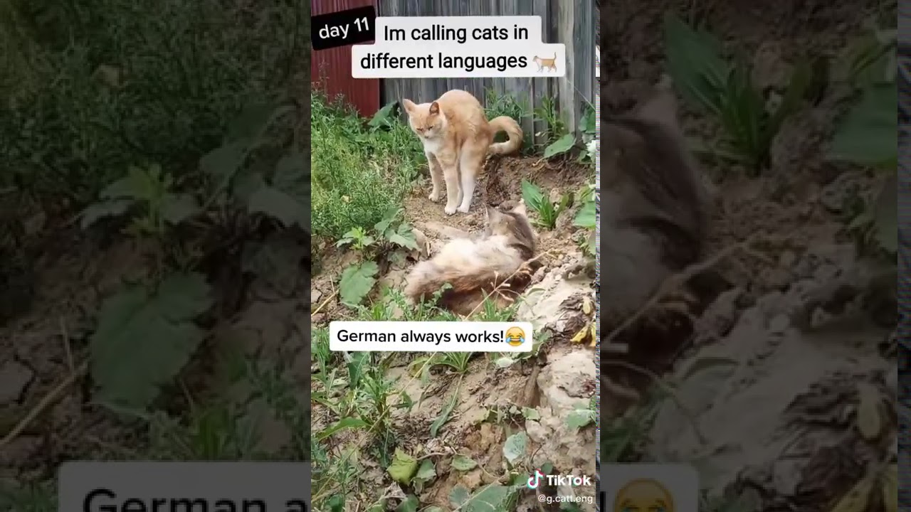 STARDENBURDENHARDENBART day11 Cat Calling in different languages