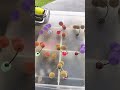 pescando com várias anteninha