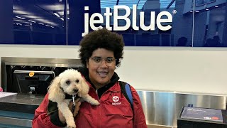 dogs on jetblue flights