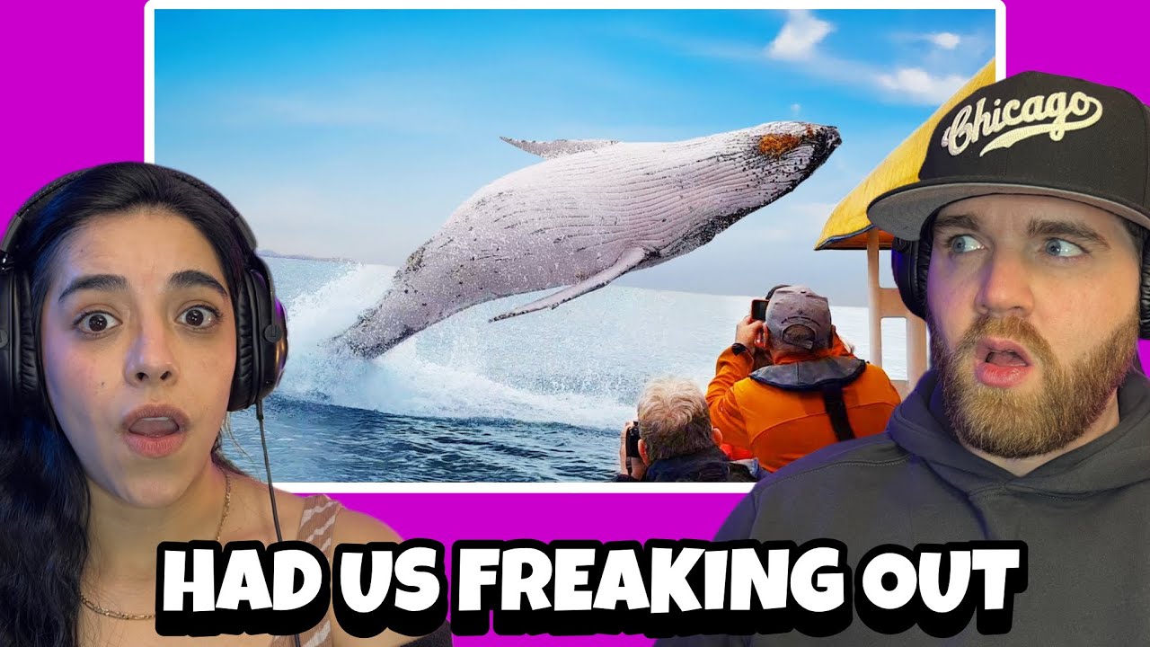 Craziest Animal Encounters of All Time | PEOPLE NEED TO LEAVE THESE ANIMALS ALONE LOL |Reaction