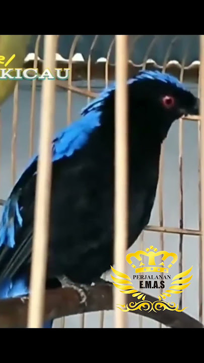 burung cucak biru gacor