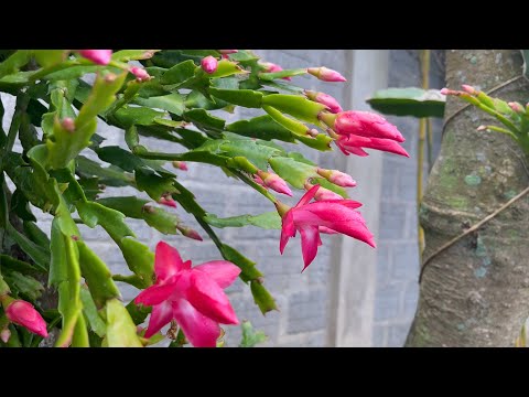 Christmas cactus grafting idea onto brush cactus