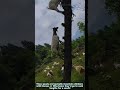 Goats That Climb Trees: Nature’s Wildest Foraging Hack