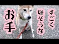 【相模原市】ほんとに嫌そうにお手をする柴犬