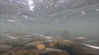 那珂川の天然遡上鮎　帯状の群れ（2023年3月26日）