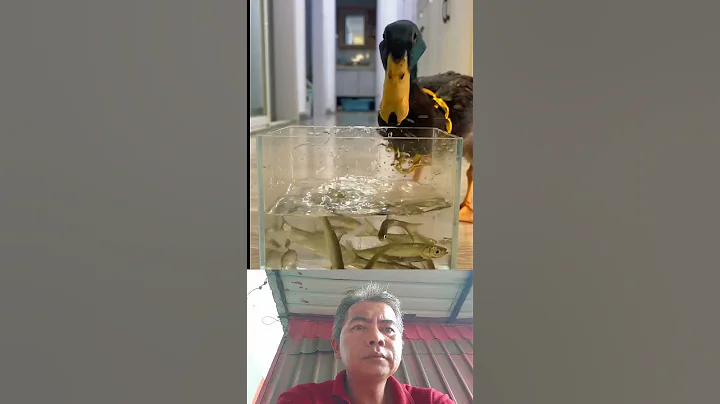 Video 6950361: cat dog funny compilation, animals cutest cats compilation, cats compilation cute dogs, laugh funny cats compilation, cat funny dog awesome