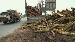 Cut thousands of bamboo trees | Amazing Woodworking Factory - Asmr wood