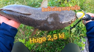 CÂU CÁ LÓC GẶP TOÀN CÁ LÓC KHỦNG I N.Đ. Giang