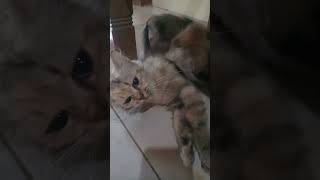 Induk Kucing Mau Mati Tapi Anaknya Masih Nyusu