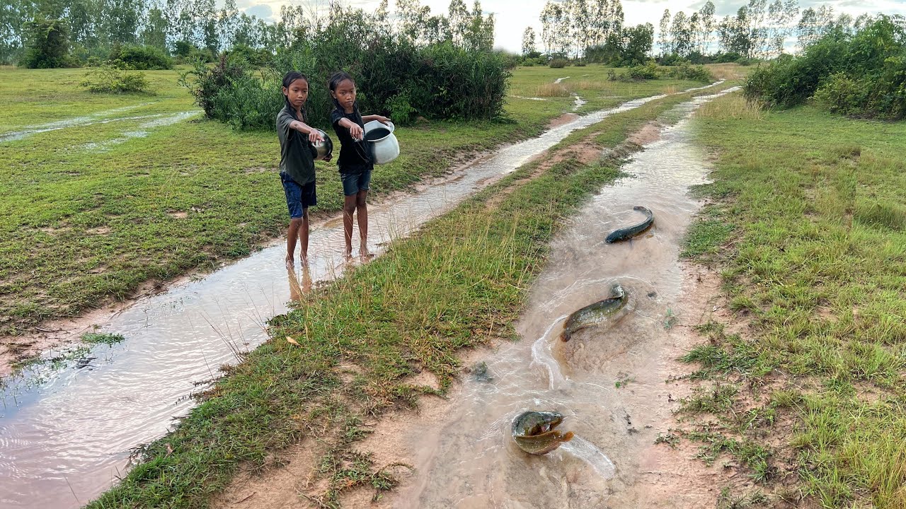 Amazing Catching Many Fishes after Raining by Twins Sister - YouTube