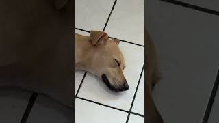 #canilla #perros #cachorrosdivertidos #mascotas #perritos #cachorro
