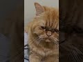 دويتو محمد عبده مع كتكات مجموعة انسان محمد عبده Cats Cat دويتو محمد عبده مع كتكات مجموعة انسان محمد عبده Cats Cat