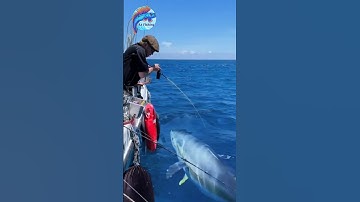 CRAZY! The Moment a Giant Tuna SNAPS the Bait Right Next to the Boat#amazing #fishing #yellowfintuna