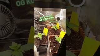 End of Week 2 - OG KUSH 🌱 #cannabiscommunity #cannabiseducation #420 #youtubeshorts #germany