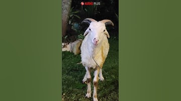 Thumbnail of Suara embek kambing lucu #shorts #embe #kambing