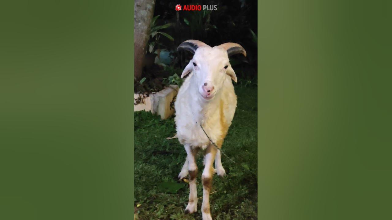 Suara embek kambing lucu #shorts #embe #kambing