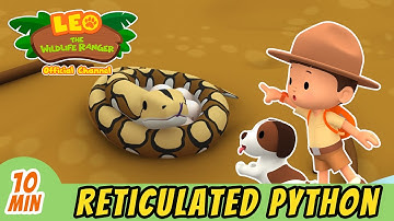 Reticulated Python | Help The Baby Python Get Home! | Full Episode! | Leo the Wildlife Ranger | Kids