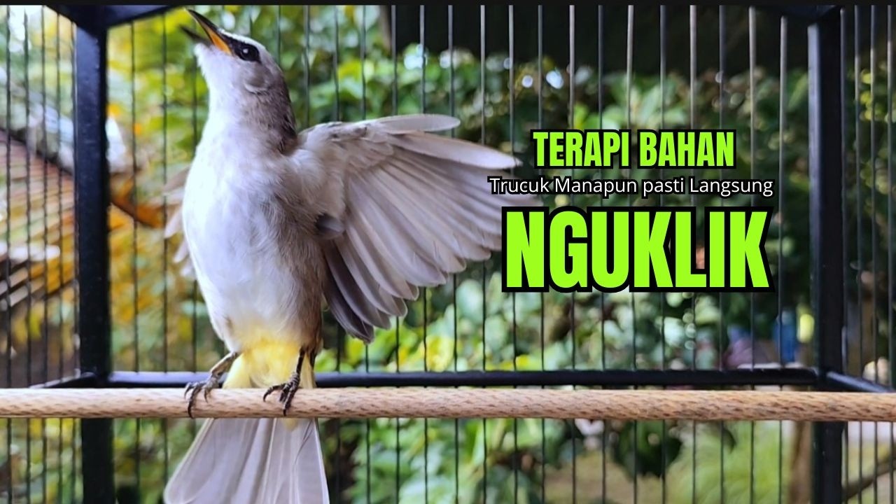 Suara Burung TRUCUKAN gacor TARUNG ROPEL PANJANG pancingan trucukan agar JADI trucuk gacor EMOSI