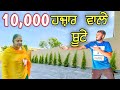 lag gae plants 🌲🌱 Home Garden | punjabi vlogs