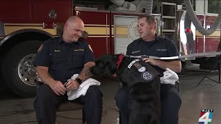 Lifeline for lifesavers: JFRD adds therapy dogs to help first responders