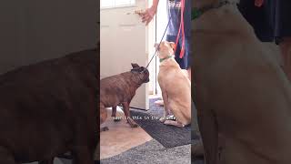 Calm Doorway Training With Two Small Dogs  #dogcoach #dogobedience #dogtraining