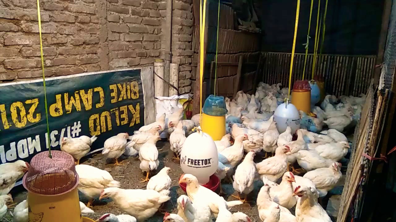 Ayam Usia 47 Hari Bobot 8 ons - Ayam Pejantan Usia 47 Hari Bobot 8 ons