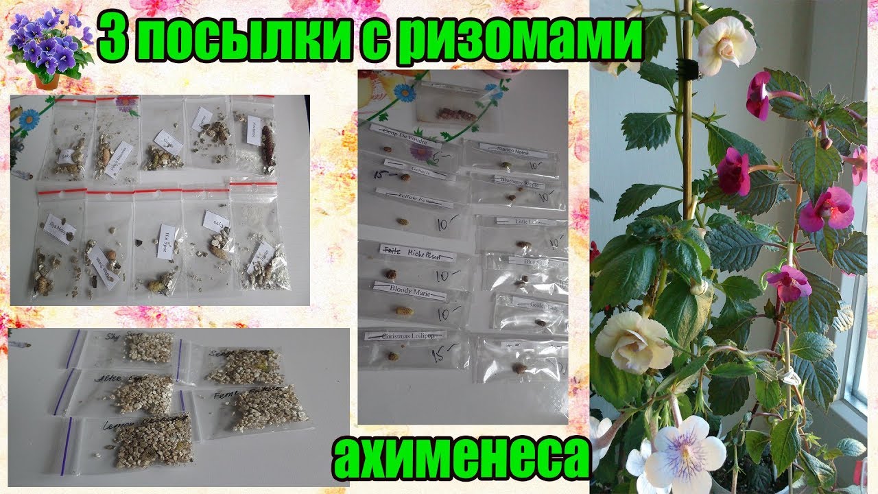 Цветок Плюс Интернет Магазин Ворошиловой