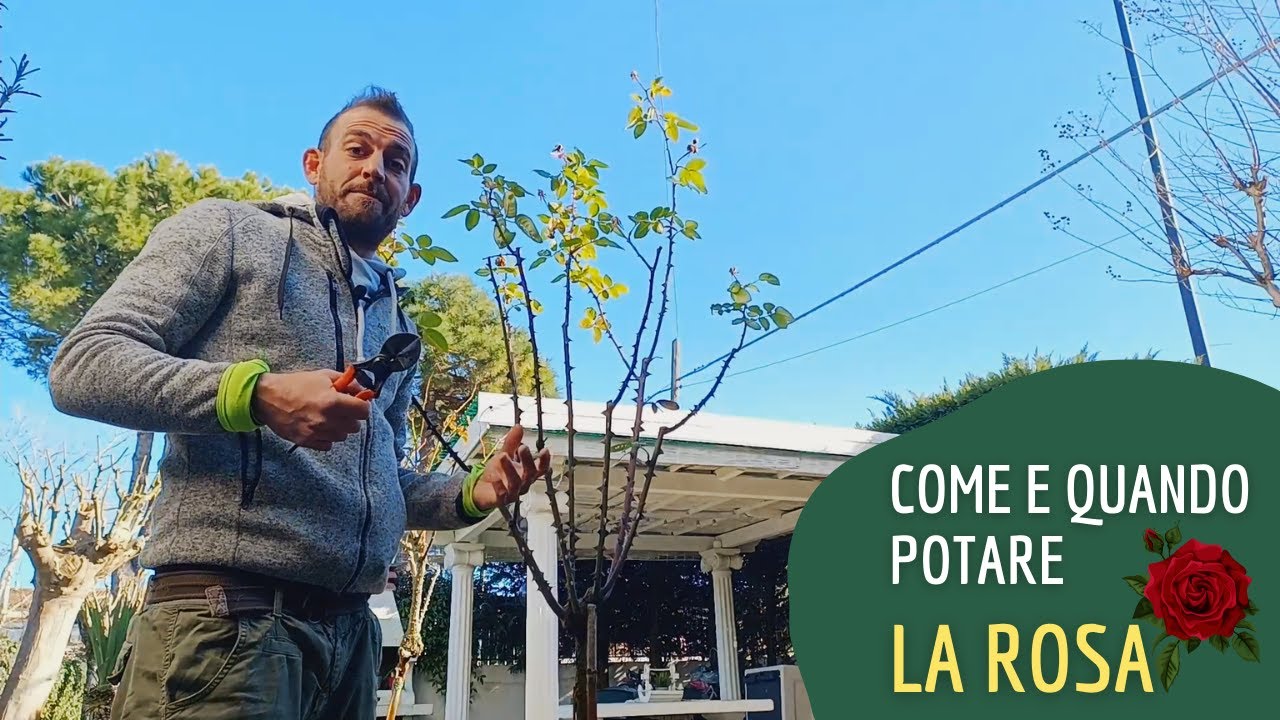 Come si pota una rosa per farla fiorire al meglio? - YouTube
