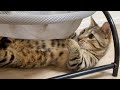 猫はペットベッドやハンモックより、その下が気に入っちゃう説