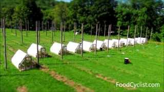 Moving chicken tractors (time lapse) http://farmmarketingsolutions.com/resources/broilers Click the link for FREE resources on how to raise broiler chickens, how to build