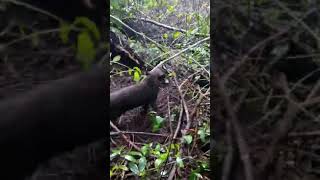 berburu babi hutan pakai alat tradisional