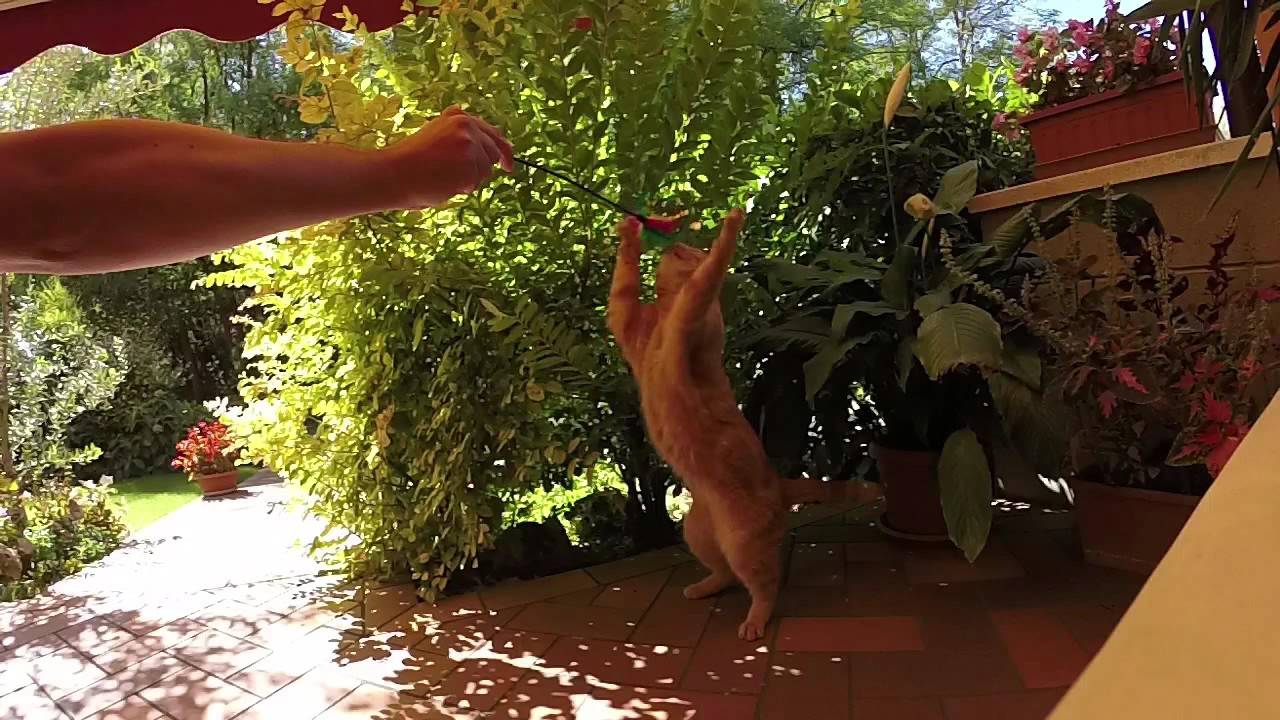 funny cats sleeping in weird positions compilation 2014 funnyplox Cat in Slow Motion recordered with GOPRO HERO 3+ SILVER - SISSI THE RED CAT