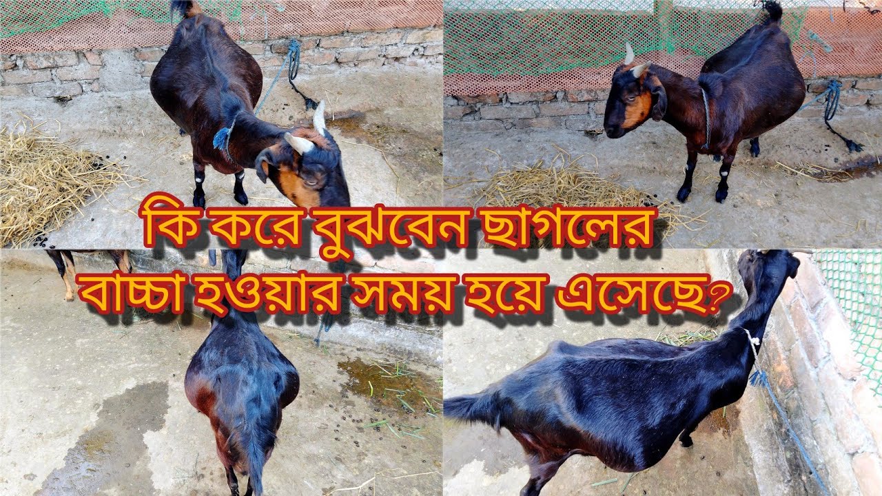 কি করে বুঝবেন ছাগলের বাচ্চা দেওয়ার সময় হয়ে এসেছে?🐐|| 