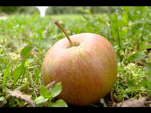 Videó: Miért Harapják Meg Az Almát Az Alma Logón?