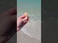 Go Shelling With Me #Seashells #Florida #IslandLife #ASMR