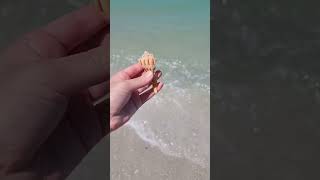 Go Shelling With Me #Seashells #Florida #IslandLife #ASMR