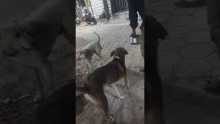 dog animal lover #petcenter #petshub #petowner #streetdog #petcareprovider #pets #animalowner