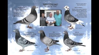 Video 396: May Pigeons of Chichester: Premier Pigeon Racers