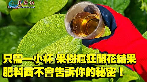 只需一小杯，果樹瘋狂開花結果，肥料商絕對不會告訴你的秘密！ - 天天要聞